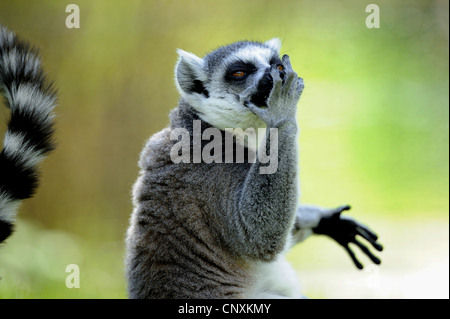 Anello-tailed lemur (Lemur catta), odorando a mano Foto Stock