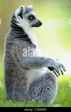 Anello-tailed lemur (Lemur catta), seduta e prendere il sole in Prato Foto Stock