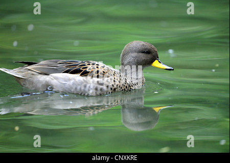 Canapiglia (Anas strepera, Mareca strepera), nuoto Foto Stock