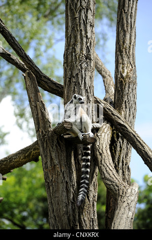 Anello-tailed lemur (Lemur catta), seduto su un albero Foto Stock