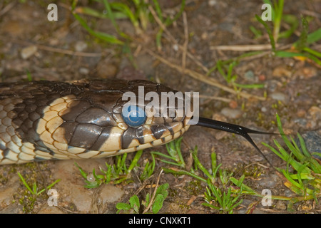 Biscia dal collare (Natrix natrix), sfogliare, appena prima della fase di colata della pelle, con pupilla sordo, Germania Foto Stock