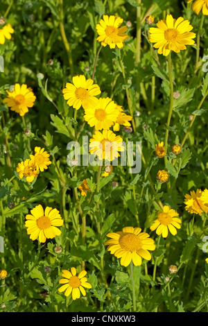 Il mais crisantemo, mais (marigold Chrysanthemum segetum, Glebionis segetum), fioritura, Germania Foto Stock