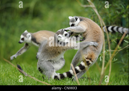 Anello-tailed lemur (Lemur catta), due individui Foto Stock