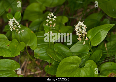 Può lily (Maianthemum bifolium), fioritura, Germania Foto Stock