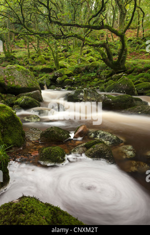 Fiume Plym fluente attraverso Dewerstone legno, Shaugh prima, Dartmoor Devon, Inghilterra. In autunno (ottobre 2011). Foto Stock