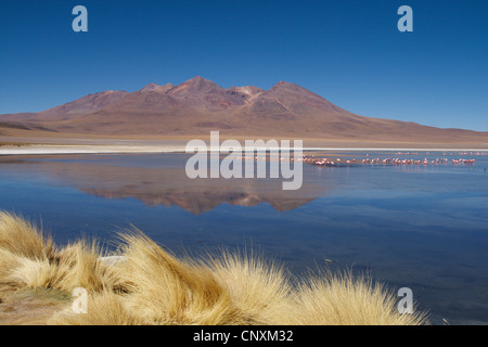 James's Flamingo, Puna Flamingo (Phoenicopterus jamesi), il lago Caapa, Bolivia, Andes Foto Stock