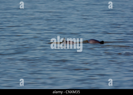 Comune di focena, focena, focena comune, il Puffing maiale (Phocoena phocoena), due individui nel Mare del Nord - Germania Foto Stock