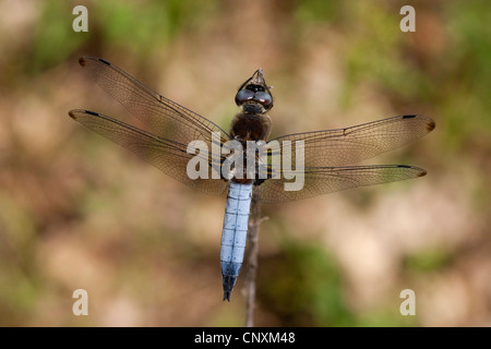 Scarsa chaser dragonfly, scarse libellula (Libellula fulva), maschio, Germania Foto Stock