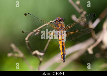 Scarsa chaser dragonfly, scarse libellula (Libellula fulva), femmina, Germania Foto Stock