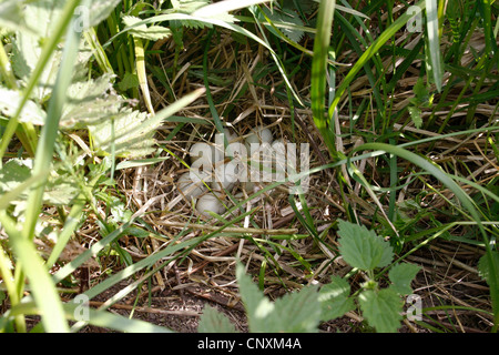 Il germano reale (Anas platyrhynchos), uova in un nido, Germania Foto Stock