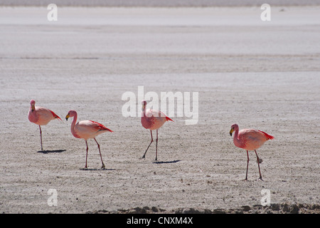 James's Flamingo, Puna Flamingo (Phoenicopterus jamesi), presso il lago Hedionda, Bolivia, Andes Foto Stock