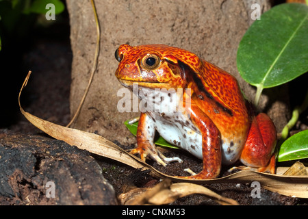 Falso rana pomodorro, sud della rana pomodorro (Dyscophus guineti), seduto a terra Foto Stock
