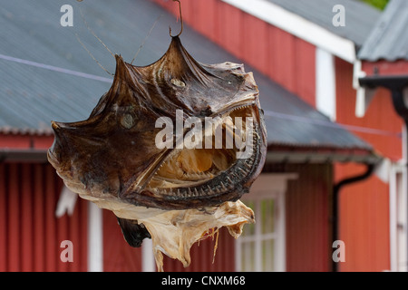 Atlantic pescatrice, pescatore, rana pescatrice (Lophius piscatorius), la testa di una rana pescatrice ist essiccato in un porto marittimo, Norvegia, Isole Lofoten Foto Stock