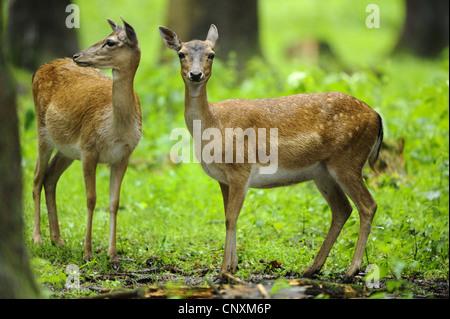 Daini (Dama Dama, Cervus dama), due femmine si trova in corrispondenza di un bordo della foresta, in Germania, in Baviera Foto Stock