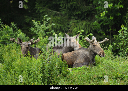 Elk, alci europea (Alces alces alces), tre mooses poggiante su una radura Foto Stock