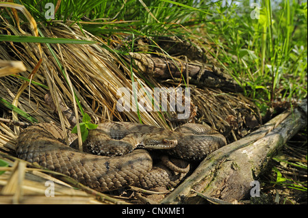 Il sommatore, comune viper, comune europea, Viper Viper comune (Vipera berus, Vipera berus bosniensis), femmina in agguato per la preda in erba, Croazia, salvare Tal Foto Stock