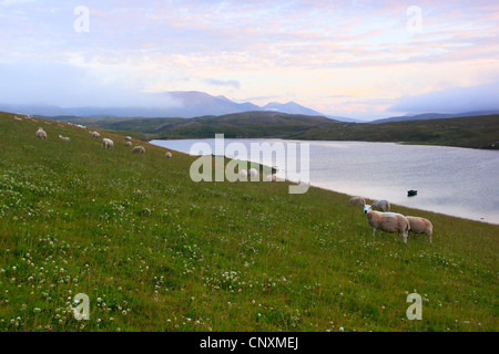 Pecore al pascolo a Loch con piccolo canotto in Schottische Highlands, Regno Unito, Scozia, Sutherland, Balnakeil Bay Foto Stock