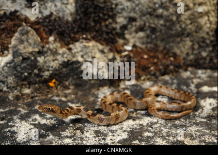 Cat snake, Europeo cat snake (Telescopus fallax), capretti su una roccia, Croazia, Istria, Kanfanar Foto Stock