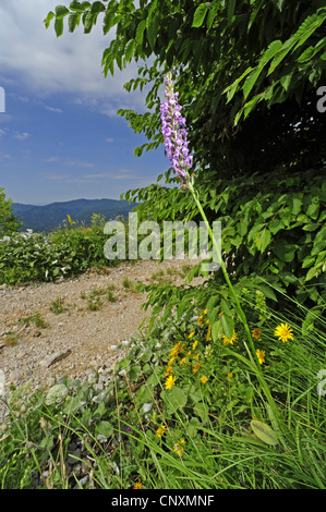 Fragranti orchidea (Gymnadenia conopsea), fioritura, Slovenia, Stol Foto Stock