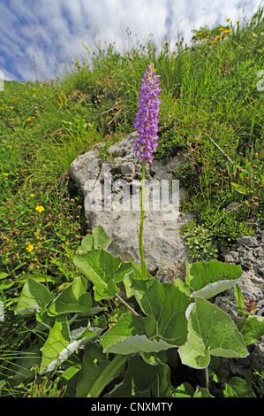 Fragranti orchidea (Gymnadenia conopsea), fioritura, Slovenia Soca Tal, Stol Foto Stock