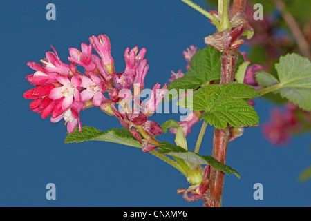 Il sangue, ribes rosso-fiore, ribes rosso-fioritura di ribes (Ribes sanguineum), fioritura Foto Stock