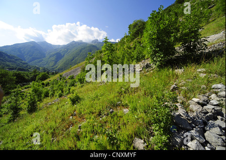 Vista panoramica su pendii montani con la foresta, prati e ghiaia, Slovenia Foto Stock