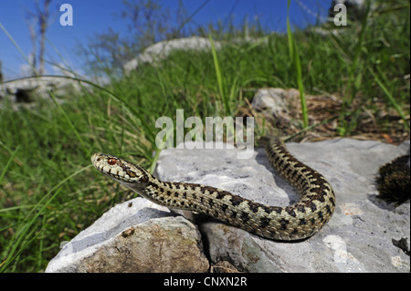 Prato viper, Orsini di vipera (Vipera ursinii), sui mangimi, Croazia, Velebit Foto Stock