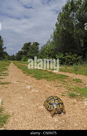 Hermann's tartaruga, tartaruga greca (Testudo hermanni e Testudo hermanni hercegovinensis ), su un percorso, Croazia, Dalmatien Foto Stock