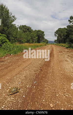 Hermann's tartaruga, tartaruga greca (Testudo hermanni e Testudo hermanni hercegovinensis ), su un percorso, Croazia, Dalmatien Foto Stock