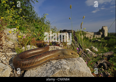 Vetro europea lucertola, vetro blindato lizard (Ophisaurus apodus, Pseudopus apodus), su una roccia di fronte le rovine della fortezza di Vrana, Croazia, Dalmatien, Vrana Foto Stock