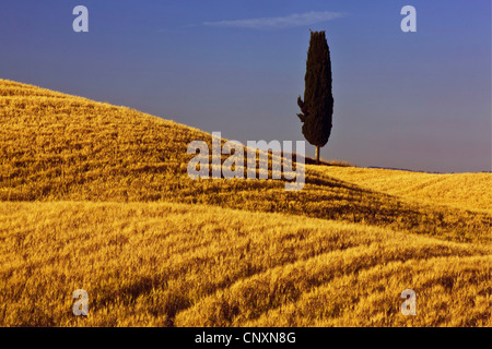 Italian cipresso (Cupressus sempervirens), Cypress in Cornfield, Italia, Toscana, Pienza Foto Stock