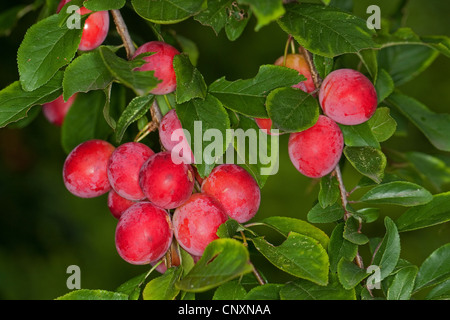 Cherry Plum, Myrobalan prugna (prunus cerasifera), il ramo con frutti, Germania Foto Stock