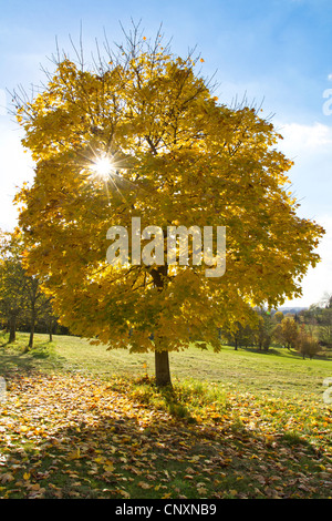 Norvegia (acero Acer platanoides), il sole che splende attraverso foglie di giallo, in Germania, in Baviera Foto Stock