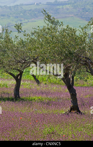 Albero di olivo (Olea europaea ssp. sativa), oliveto, Italia Foto Stock