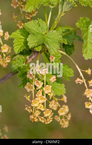 A nord di ribes rosso (ribes rubrum), fioritura, Germania Foto Stock