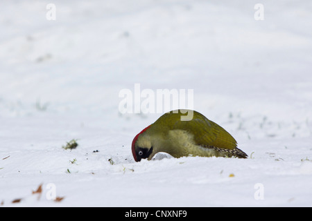 Picchio verde (Picus viridis), la ricerca di formiche in una coperta di neve prato, in Germania, in Baviera, Isental Foto Stock