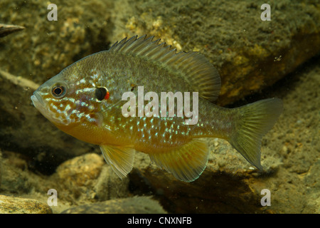 Semi di zucca sunfish, pumpkinseed (Lepomis gibbosus), maschio Foto Stock