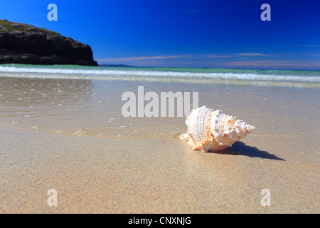 Lumaca-conchiglie sulla spiaggia di sabbia di costa scozzese, Regno Unito, Scozia, Sutherland, Oldshoremore Foto Stock