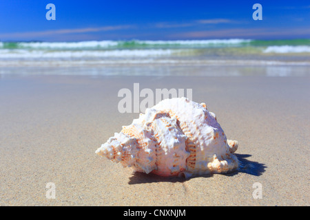 Lumaca-conchiglie sulla spiaggia di sabbia di costa scozzese, Regno Unito, Scozia, Sutherland, Oldshoremore Foto Stock