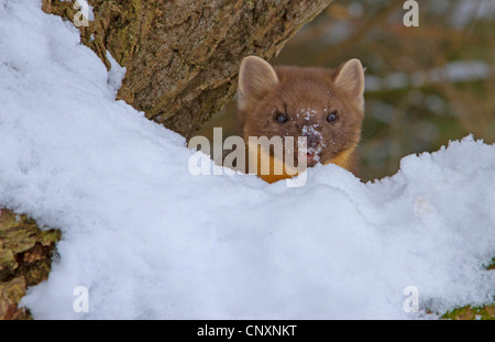 Unione martora (Martes martes), femmina in una struttura ad albero con snowcovered naso, Germania Foto Stock