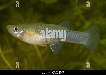 Pesce di zanzara, mosquitofish (Gambusia affinis), femmina Foto Stock