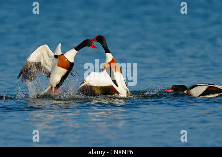 Shelduck comune (Tadorna tadorna), due individui combattere su acqua, Danimarca, Bornholm Foto Stock