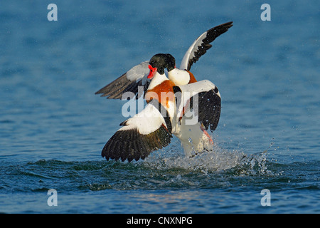 Shelduck comune (Tadorna tadorna), due individui combattere su acqua, Danimarca, Bornholm Foto Stock