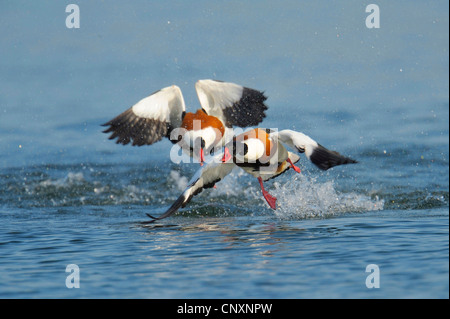 Shelduck comune (Tadorna tadorna), due individui combattere su acqua, Danimarca, Bornholm Foto Stock