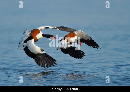 Shelduck comune (Tadorna tadorna), due individui combattendo sul sorvolare watersurface, Danimarca, Bornholm Foto Stock