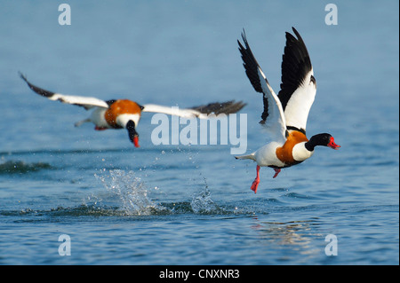 Shelduck comune (Tadorna tadorna), due individui combattendo sul sorvolare watersurface, Danimarca, Bornholm Foto Stock