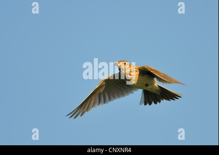 Eurasian sky lark (Alauda arvense), volare con la preda nel becco, Danimarca, Bornholm Foto Stock