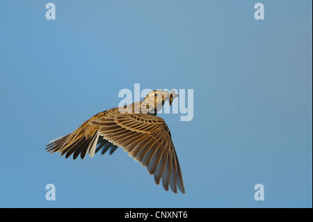 Eurasian sky lark (Alauda arvense), volare con la preda nel becco, Danimarca, Bornholm Foto Stock