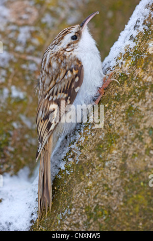 Rampichino (Certhia brachydactyla), in inverno, in Germania, in Baviera Foto Stock