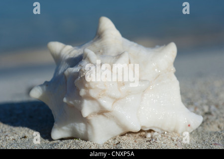 Conchiglia di mare sulla spiaggia Foto Stock